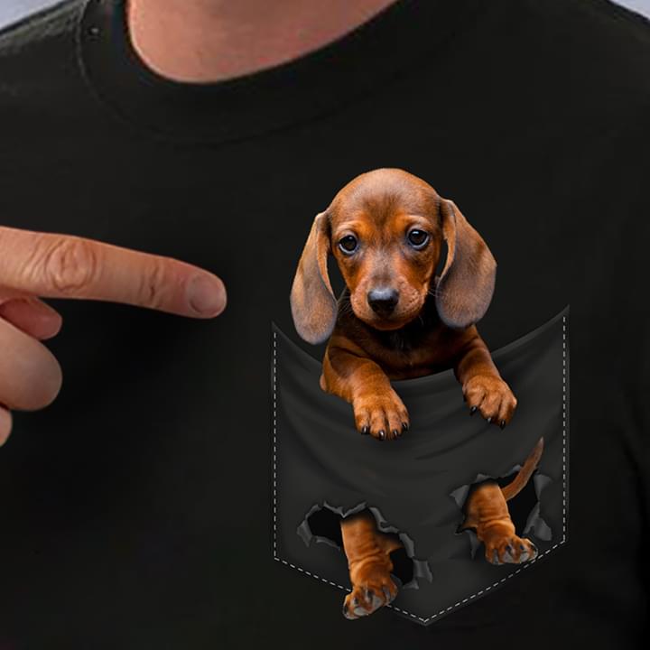 Dachshund Puppy In Pocket