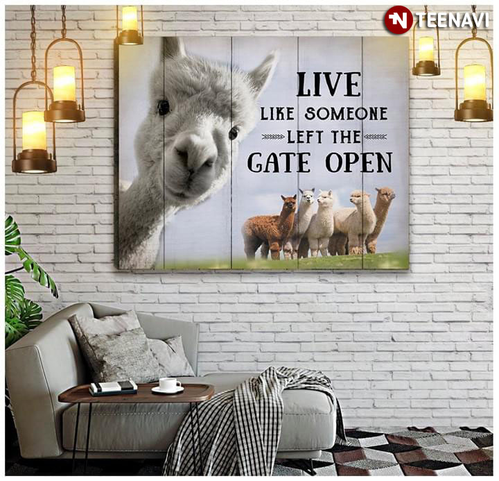 Funny Llamas Live Like Someone Left The Gate Open