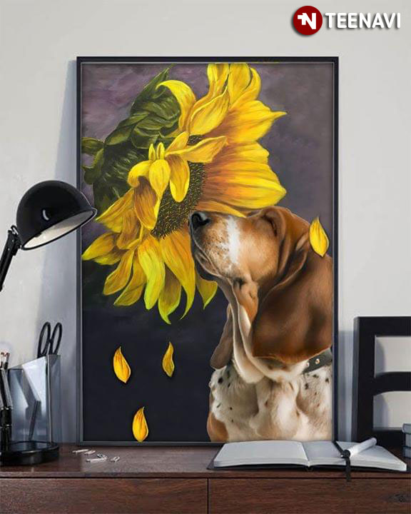 Basset Hound Smelling A Sunflower