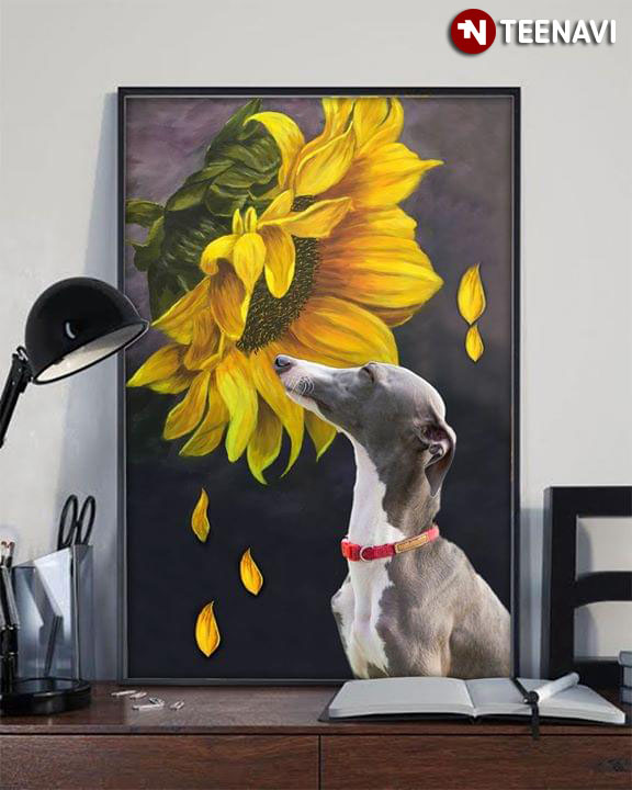 Greyhound Smelling A Sunflower