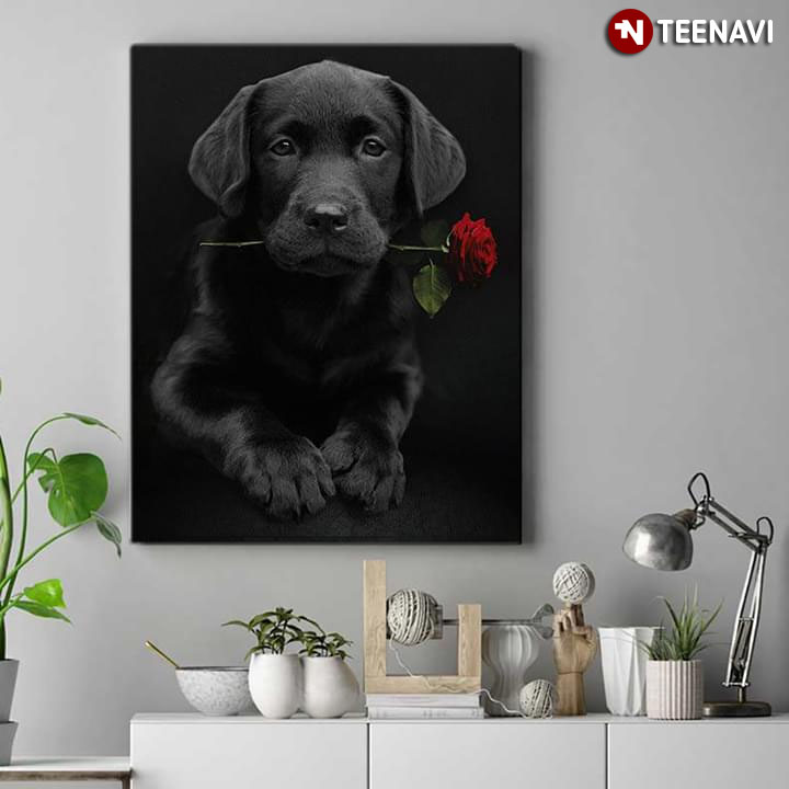 Perfect Black Labrador With Red Rose