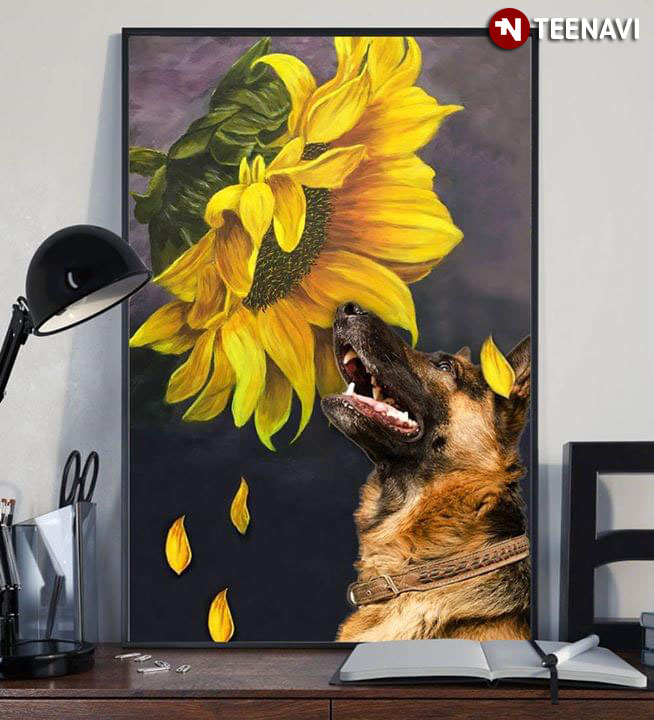 Adorable German Shepherd Smelling A Sunflower