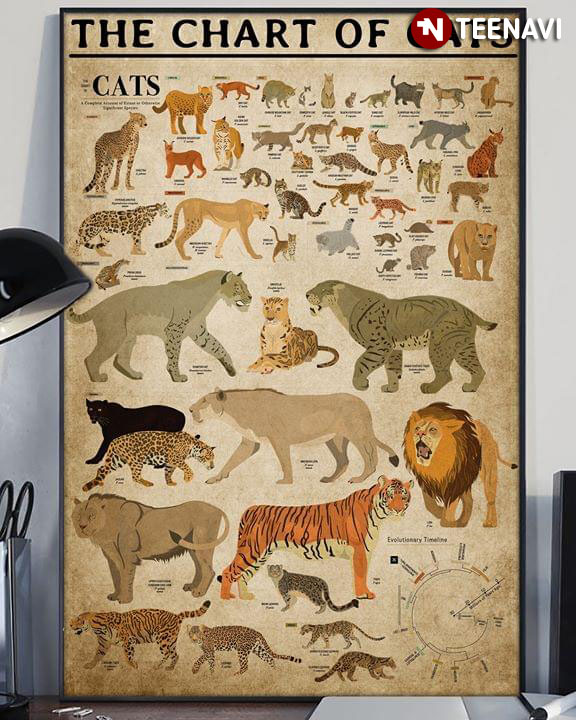 Animals The Chart Of Cats Evolutionary Timeline The Cat Family