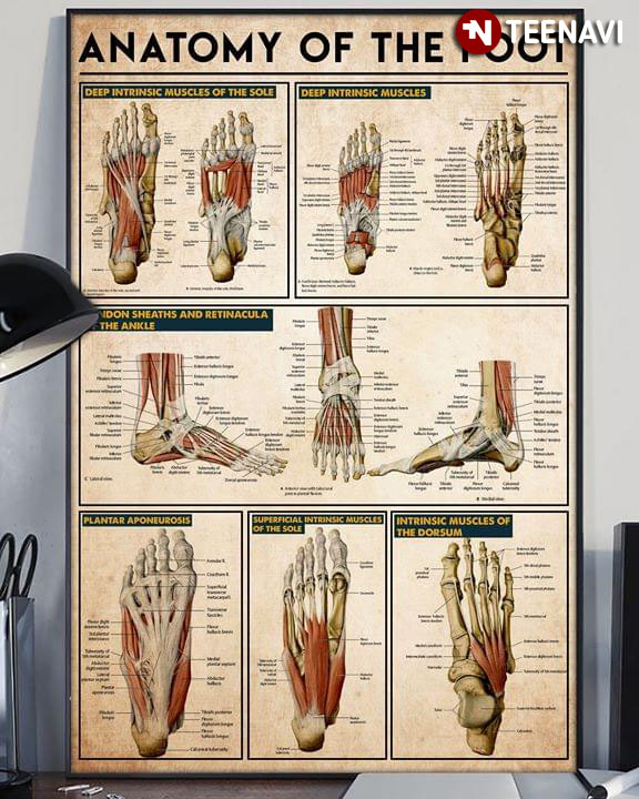 The Foot Laminated Anatomy Chart Anatomy Of The Foot