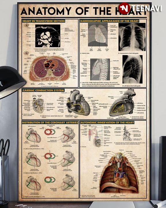 The Heart Laminated Anatomy Chart Anatomy Of The Heart