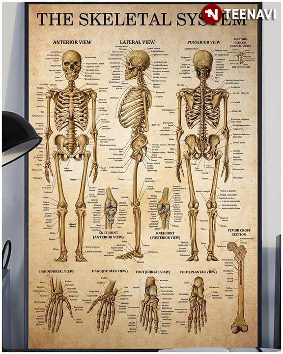 Human Skeleton Skeletal System Laminated Anatomical Chart