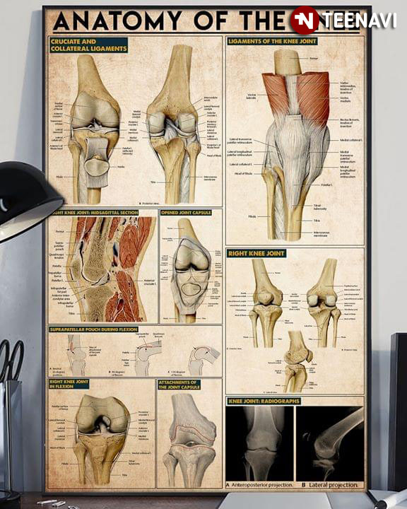 Anatomy Of The Knee The Knee Joint Laminated Chart