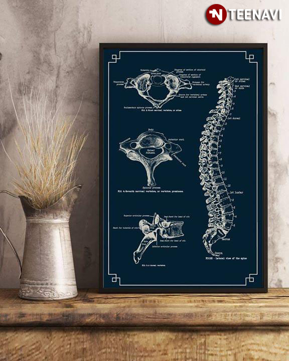 Human Vertebral Column Anatomical Chart