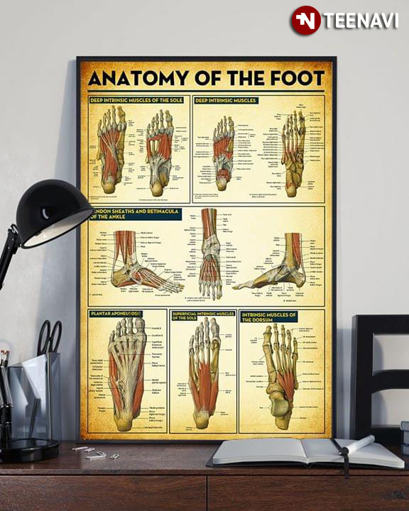 New Version The Foot Laminated Anatomy Chart Anatomy Of The Foot