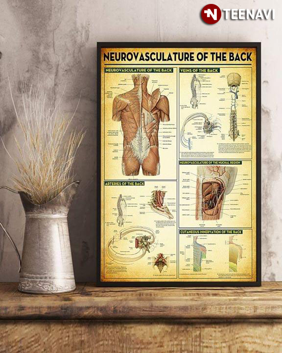 Human Anatomy Neurovasculature Of The Back
