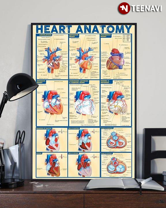 The Heart Laminated Anatomy Chart Heart Anatomy