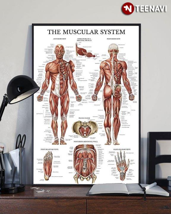 The Human Muscular System Laminated Anatomy Chart