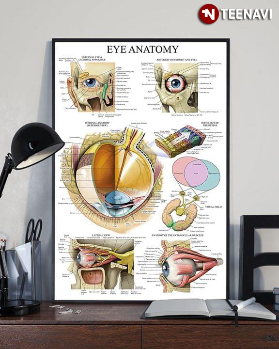 Human Eye Anatomy Chart