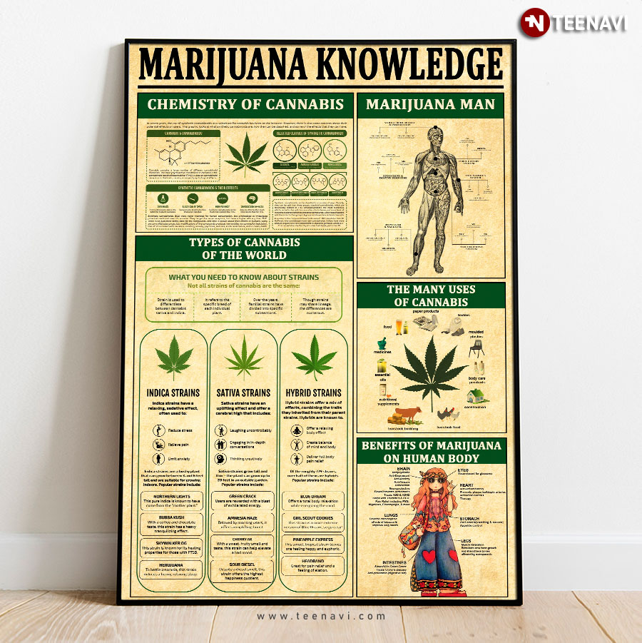 Marijuana Knowledge Chemistry Of Cannabis Types Of Cannabis Of The World Marijuana Man The Many Uses Of Cannabis Benefits Of Marijuana On Human Body Poster