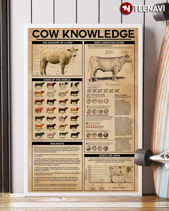 Cow Knowledge The Anatomy Of A Cow Cows Of The World Fun Facts Body Condition Score Cows Life Span