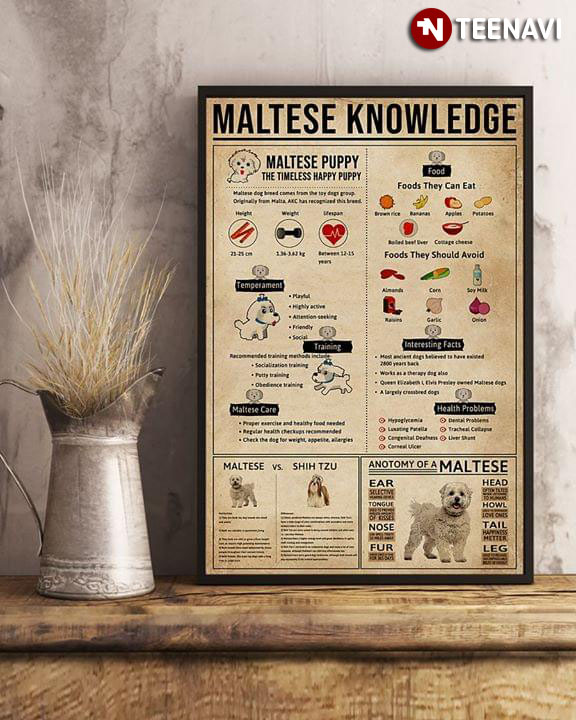 Maltese Knowledge Maltese Puppy The Timeless Happy Puppy Maltese Vs Shih Tzu Food Anatomy Of A Maltese