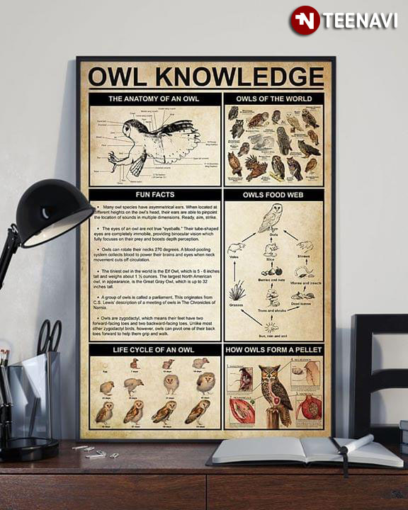 Owl Knowledge The Anatomy Of An Owl Owls Of The World Fun Facts Owls Food Web Life Cycle Of An Owl How Owls Form A Pellet