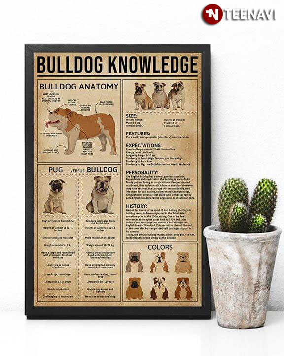 Bulldog Knowledge Bulldog Anatomy Pug Versus Bulldog Size Features Expectations Personality History Colors