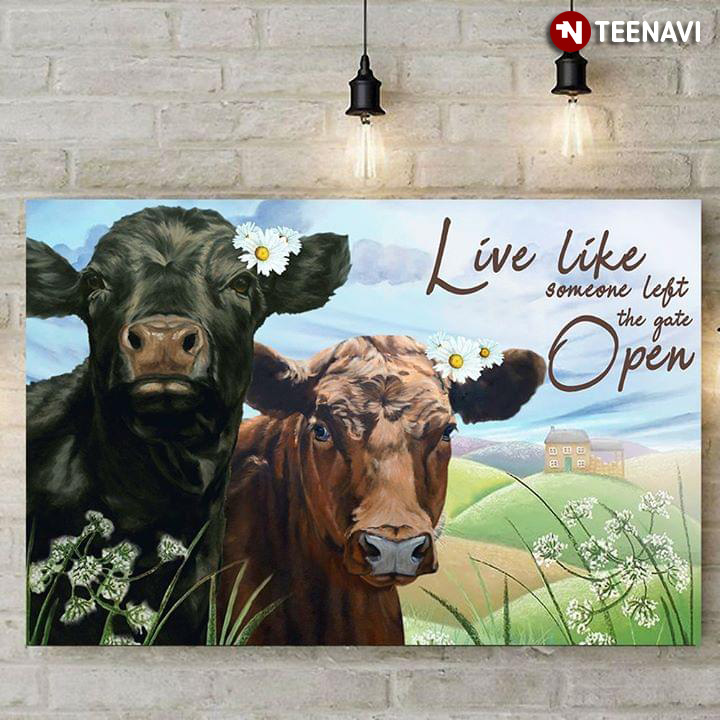 Cute Cows Couple With Daisy Flowers Live Like Someone Left The Gate Open