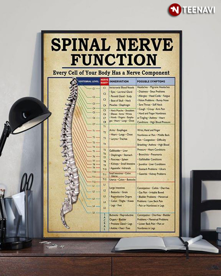 Spinal Nerve Function Every Cell Of Your Body Has A Nerve Component