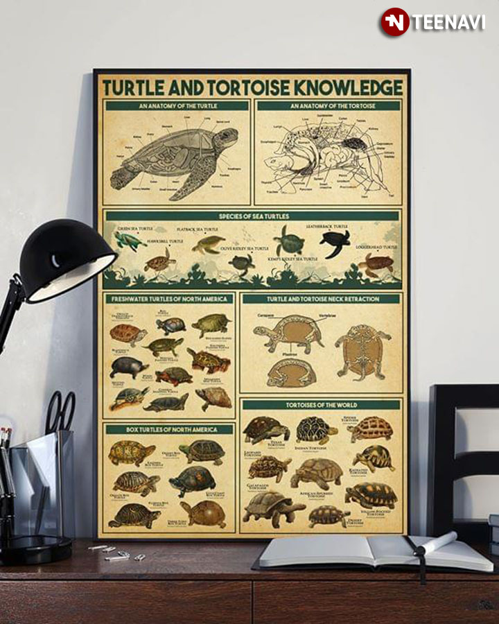 Turtle And Tortoise Knowledge