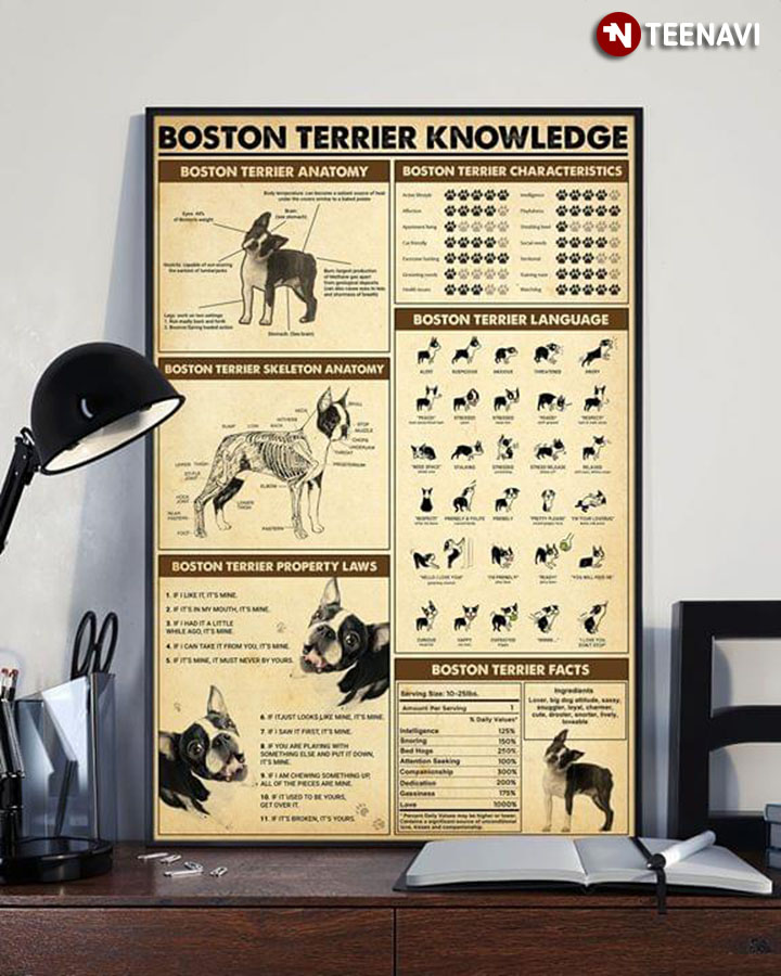 Boston Terrier Knowledge