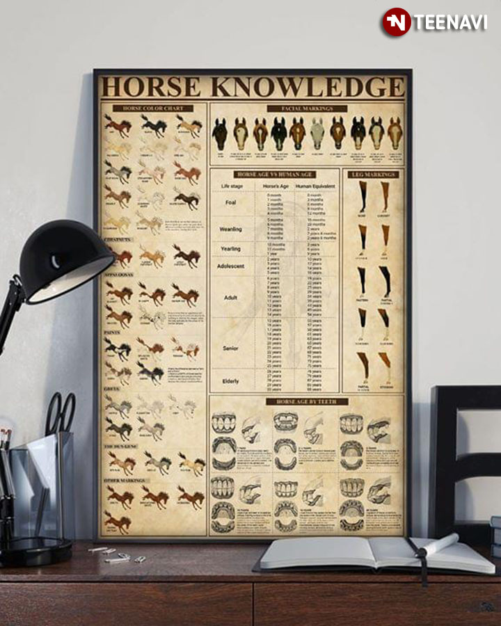 Basic Horse Knowledge