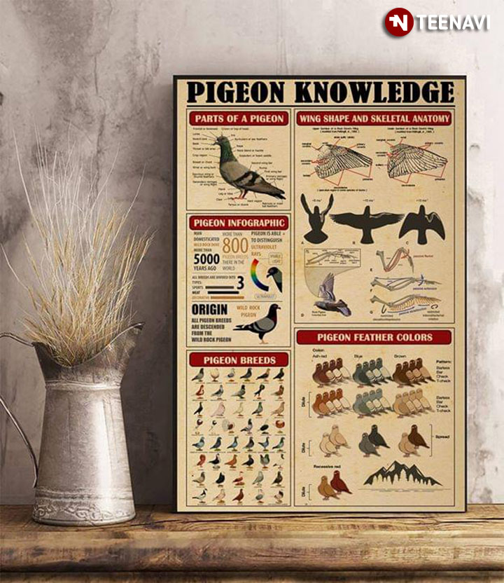 Pigeon Knowledge