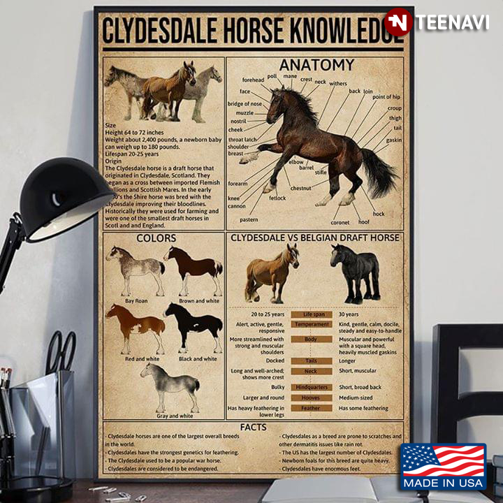 Clydesdale Horse Knowledge