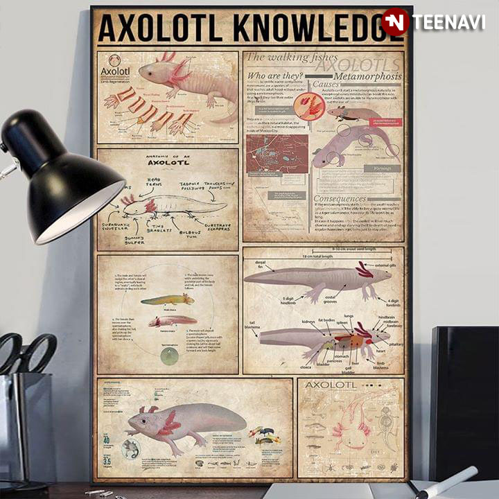 Axolotl Knowledge