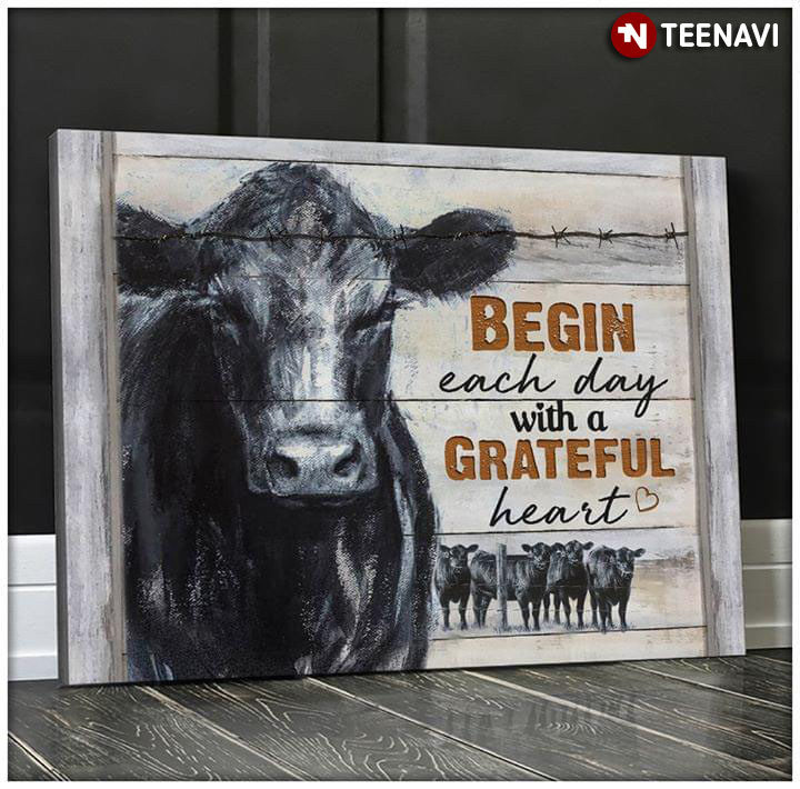Black Cows Begin Each Day With A Grateful Heart