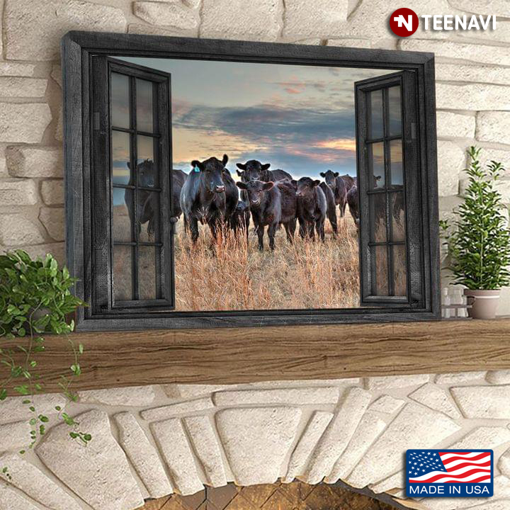 Vintage Window Frame With Black Cows In A Field Of Dried Grass