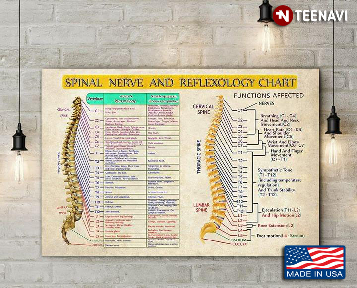 Vintage Spinal Nerve And Reflexology Chart