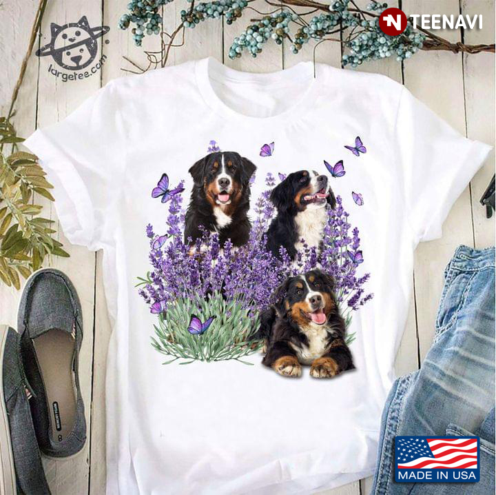 Three Bernese Mountain Dogs Butterflies And Lavender