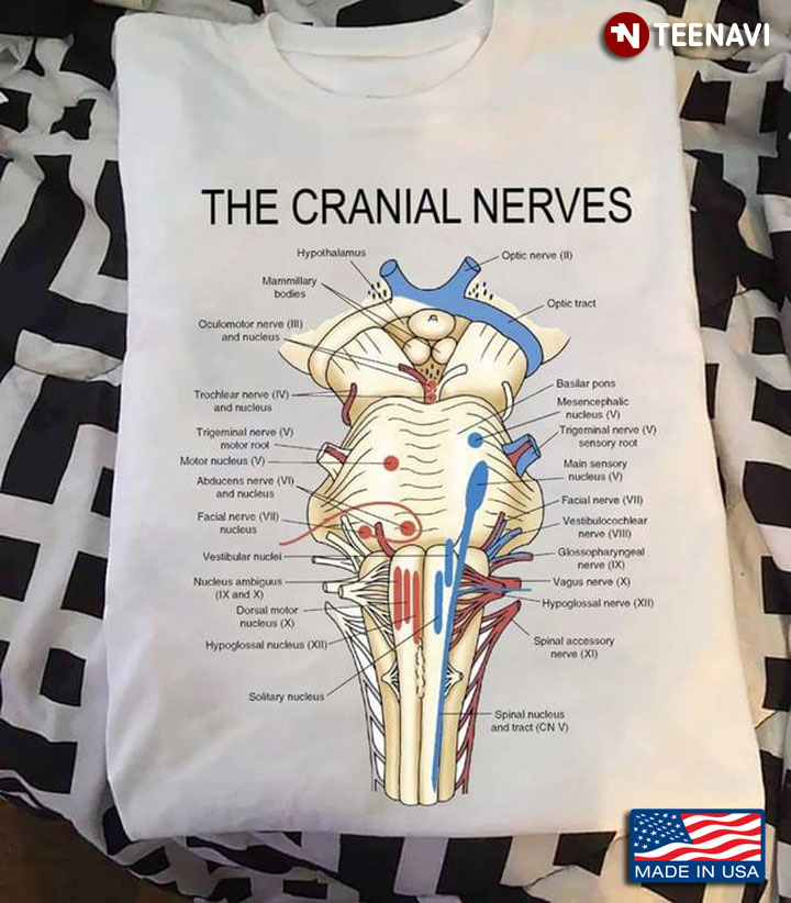 Posterior Cranial Fossa with Cranial Nerves Relation Helpful Information for Doctor