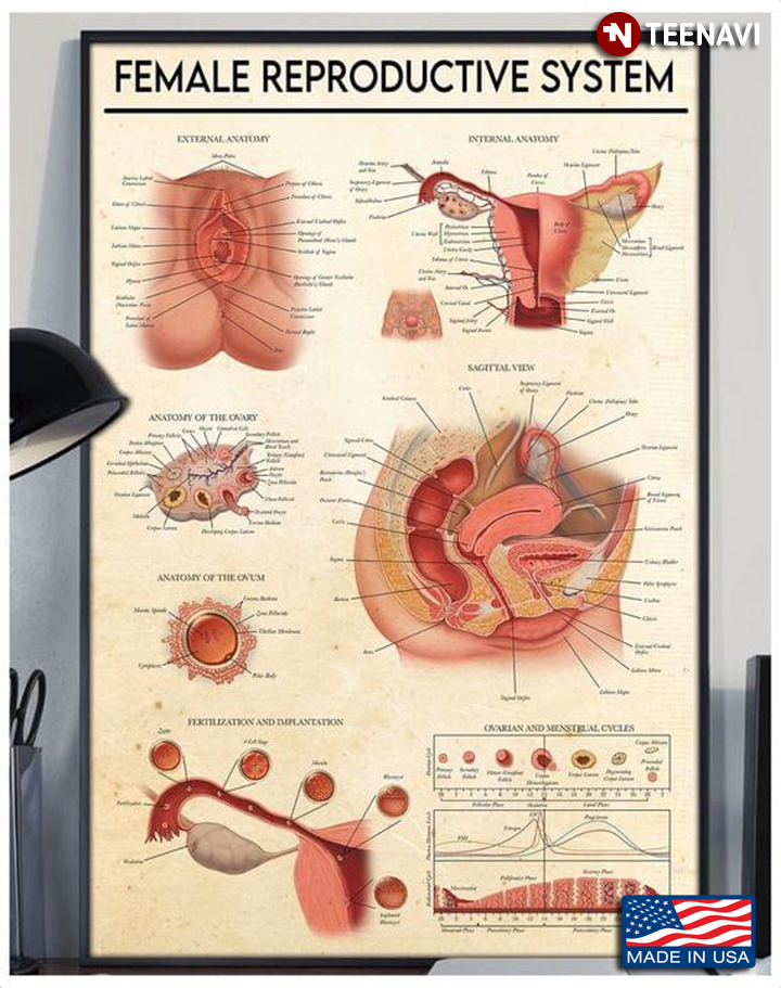 Vintage Female Reproductive System