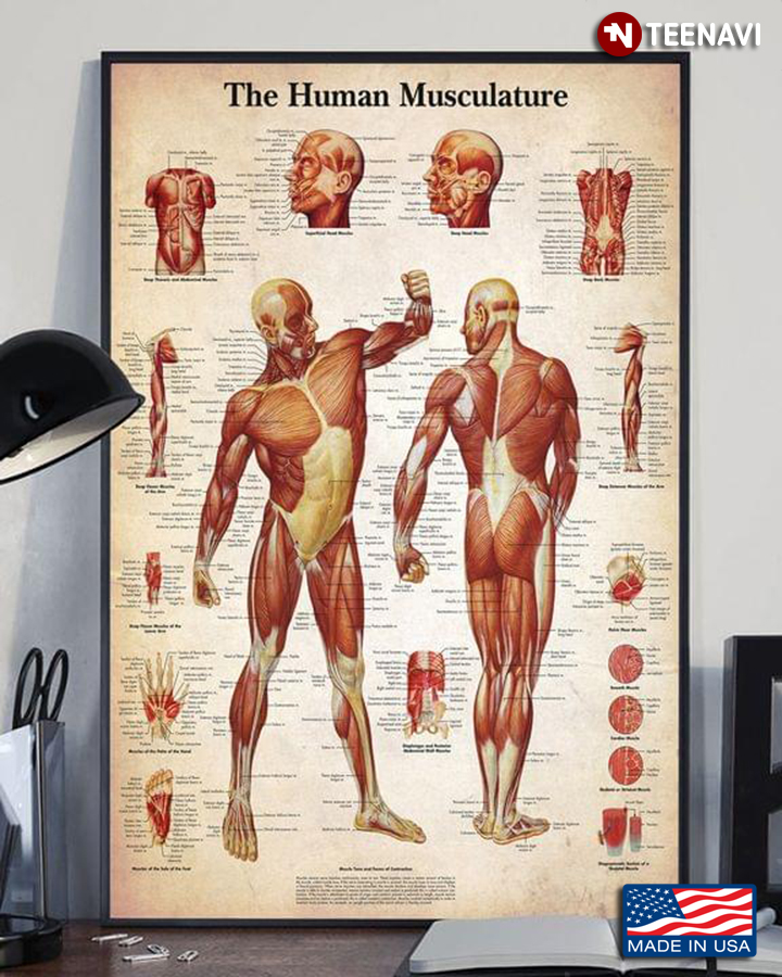 Vintage The Human Musculature