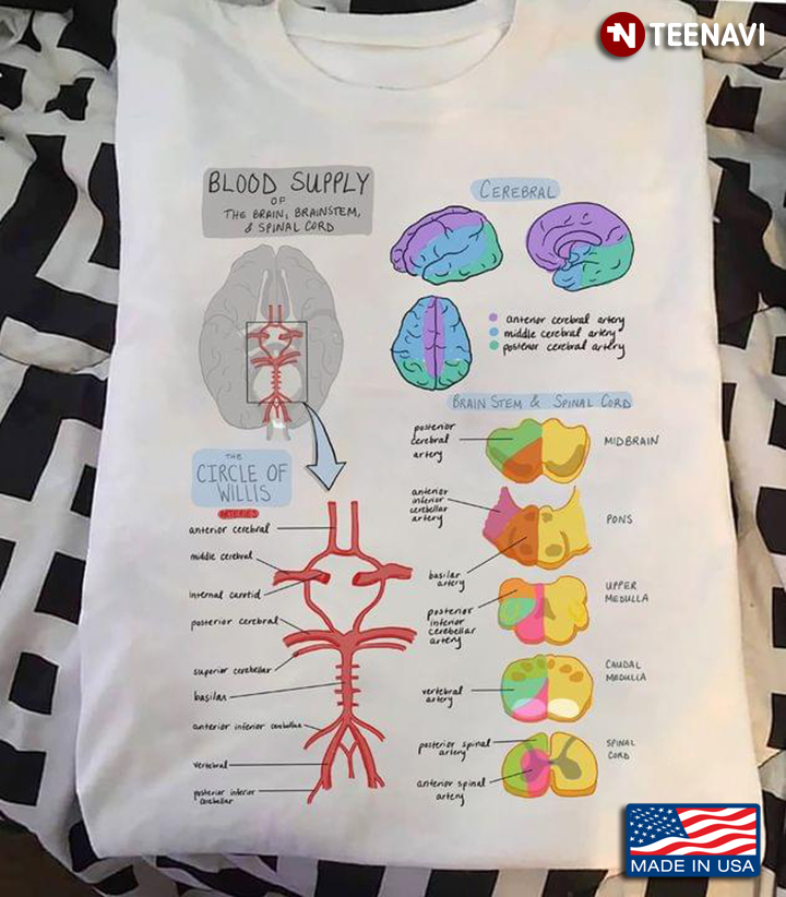 Blood Supply of The Brain Brainstem and Spinal Cord Nerves and Brain Anatomy