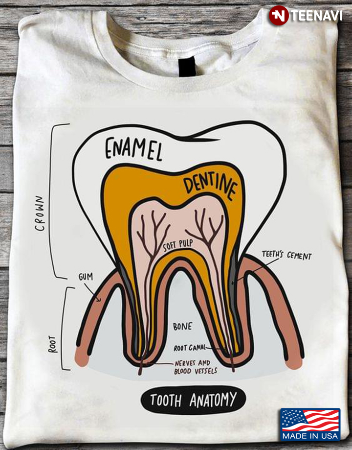 Human Tooth Anatomy Dental Inforgraphic