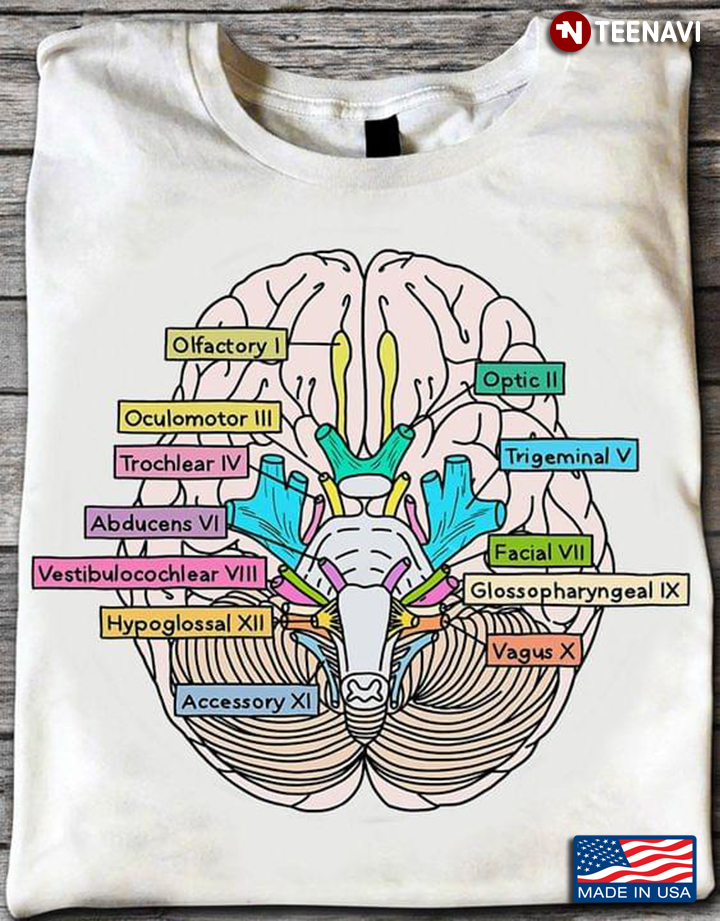 Drawing of Brain Cranium Cranial Nerve Anatomy