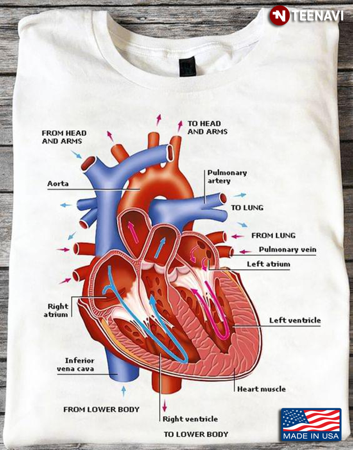 Human Heart Circulatory System Diagram