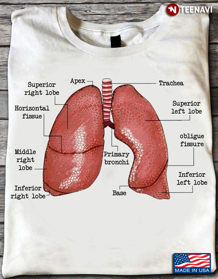 Components Of Human Lung