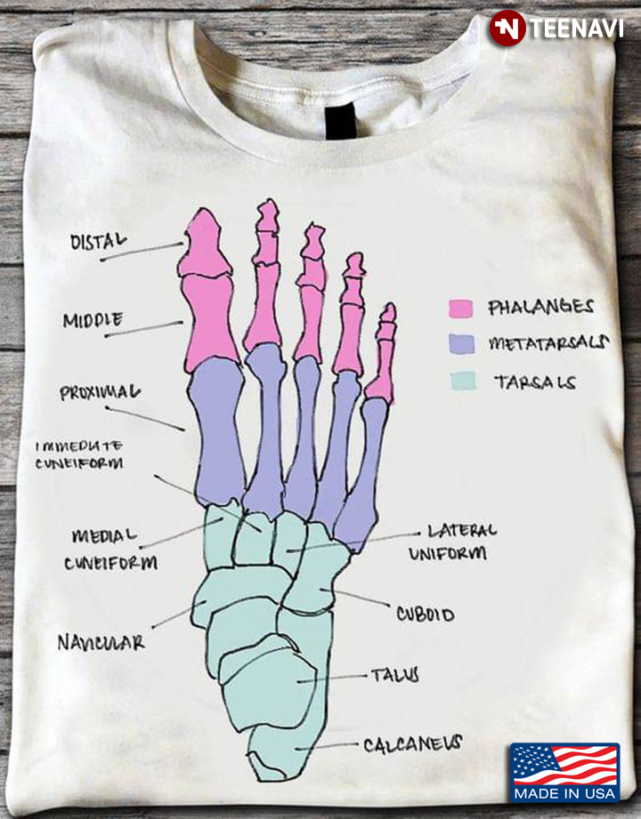 Foot Bone Illustration Phalanges Metatarsals Tarsals
