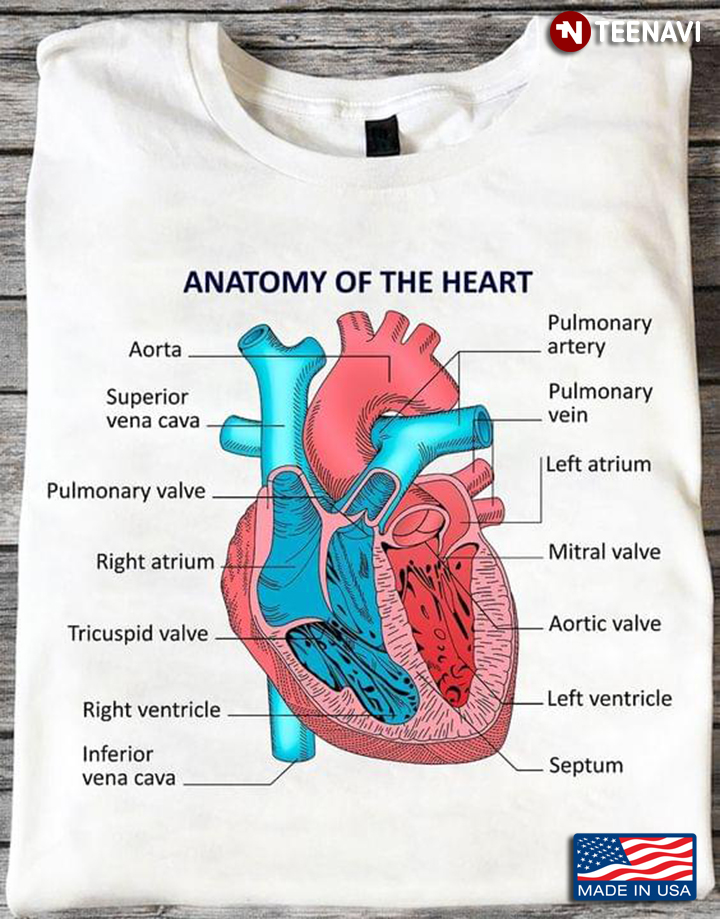 Anatomy Of The Heart For Cardiology Knowledge