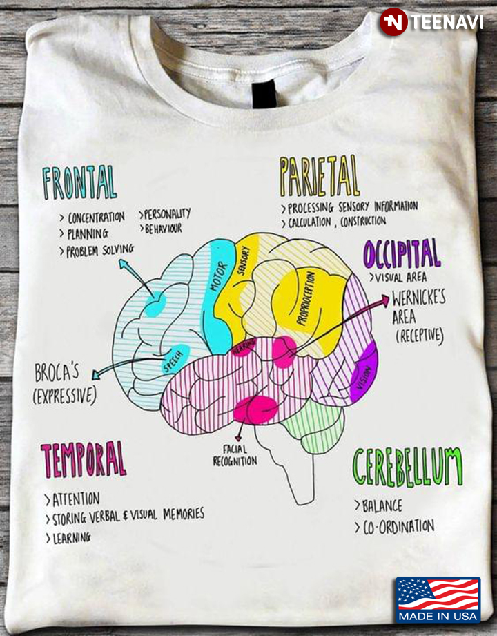 Anatomy And Function Of The Brain