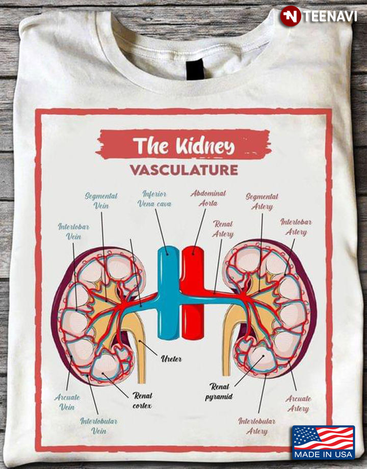 The Kidney Vasculature