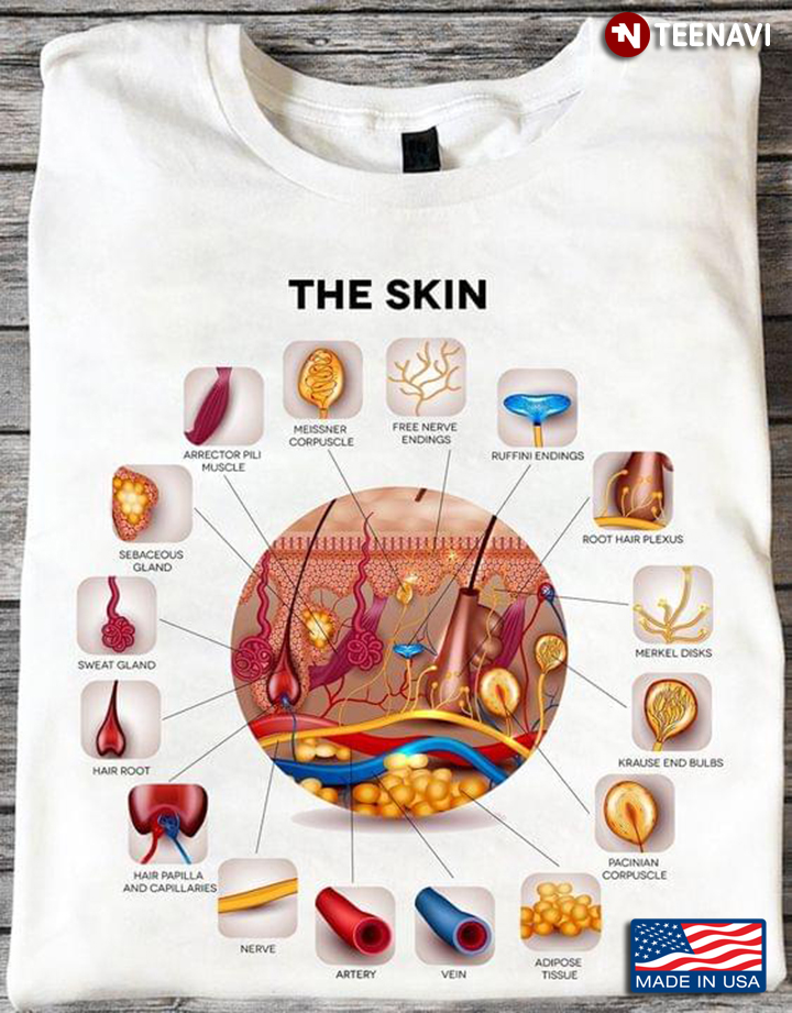 The Skin Human Skin Layer