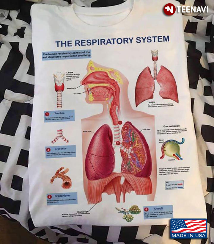 The Respiratory System Human Lungs