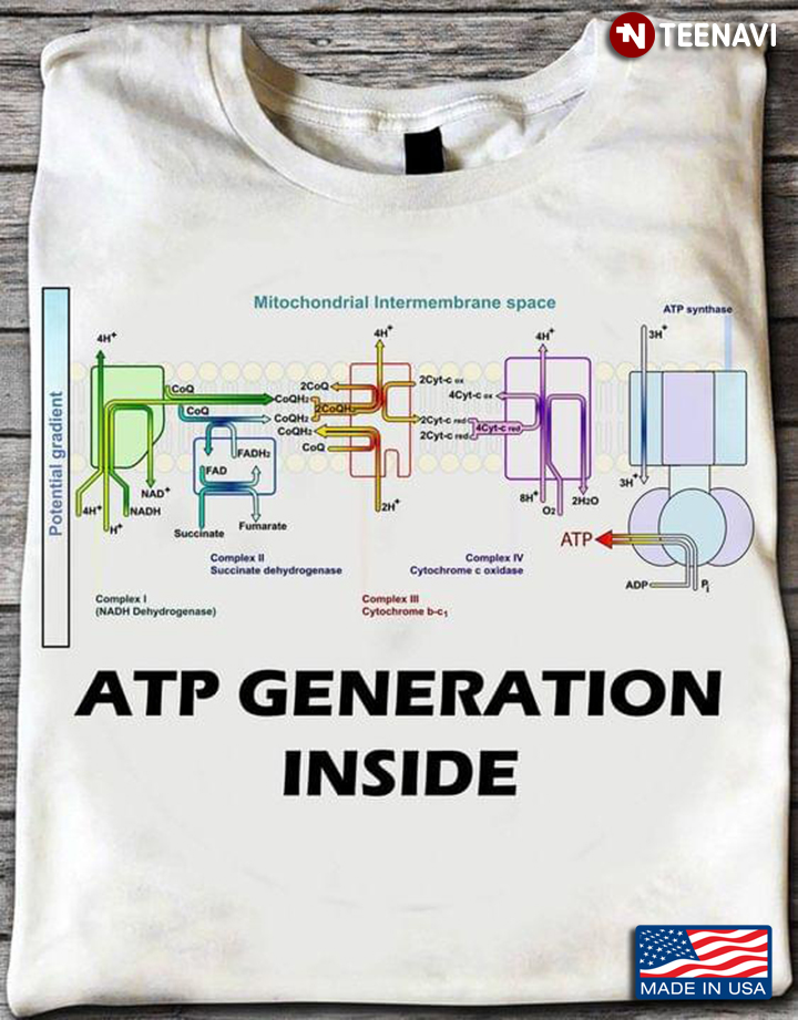 Mitochondrial Intermembrane Space ATP Generation Inside