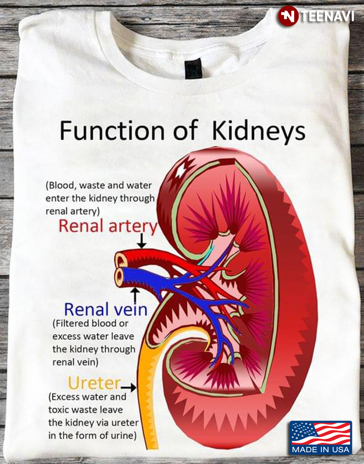 Function Of Kidneys Renal Artery Renal Vein Ureter Human Health